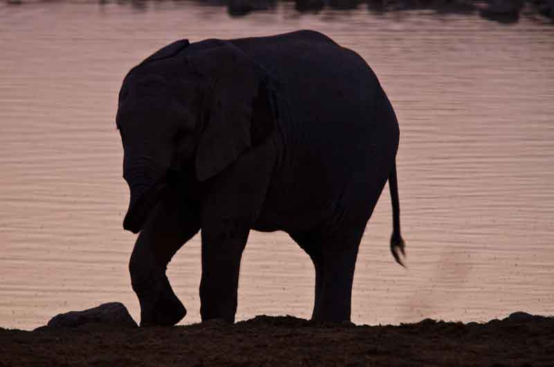 78 - Namibia - elefantes al atardecer - parque nacional de Etosha
